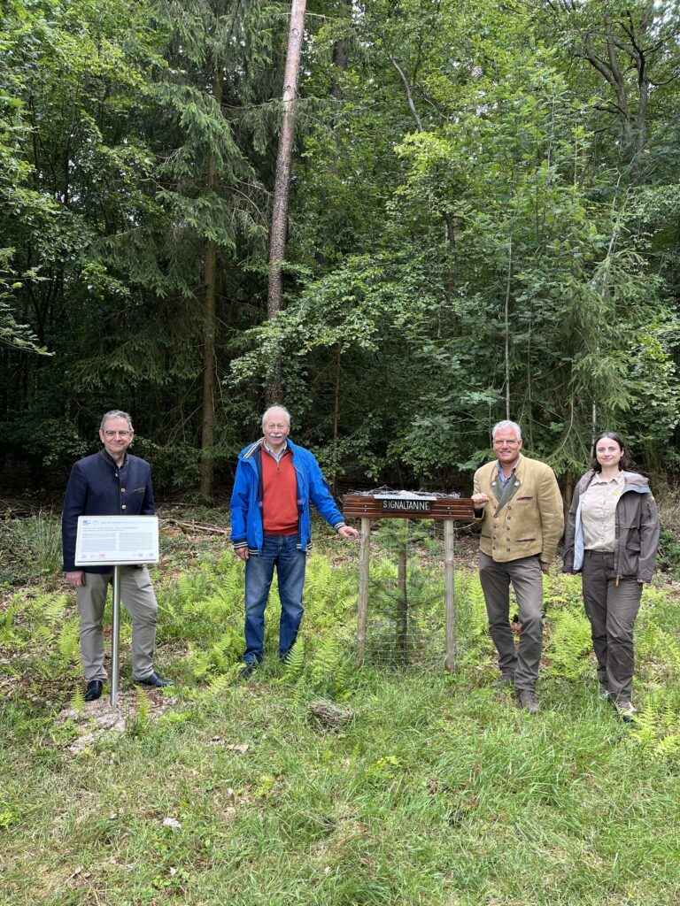 Signaltanne Wenschdorf 2024